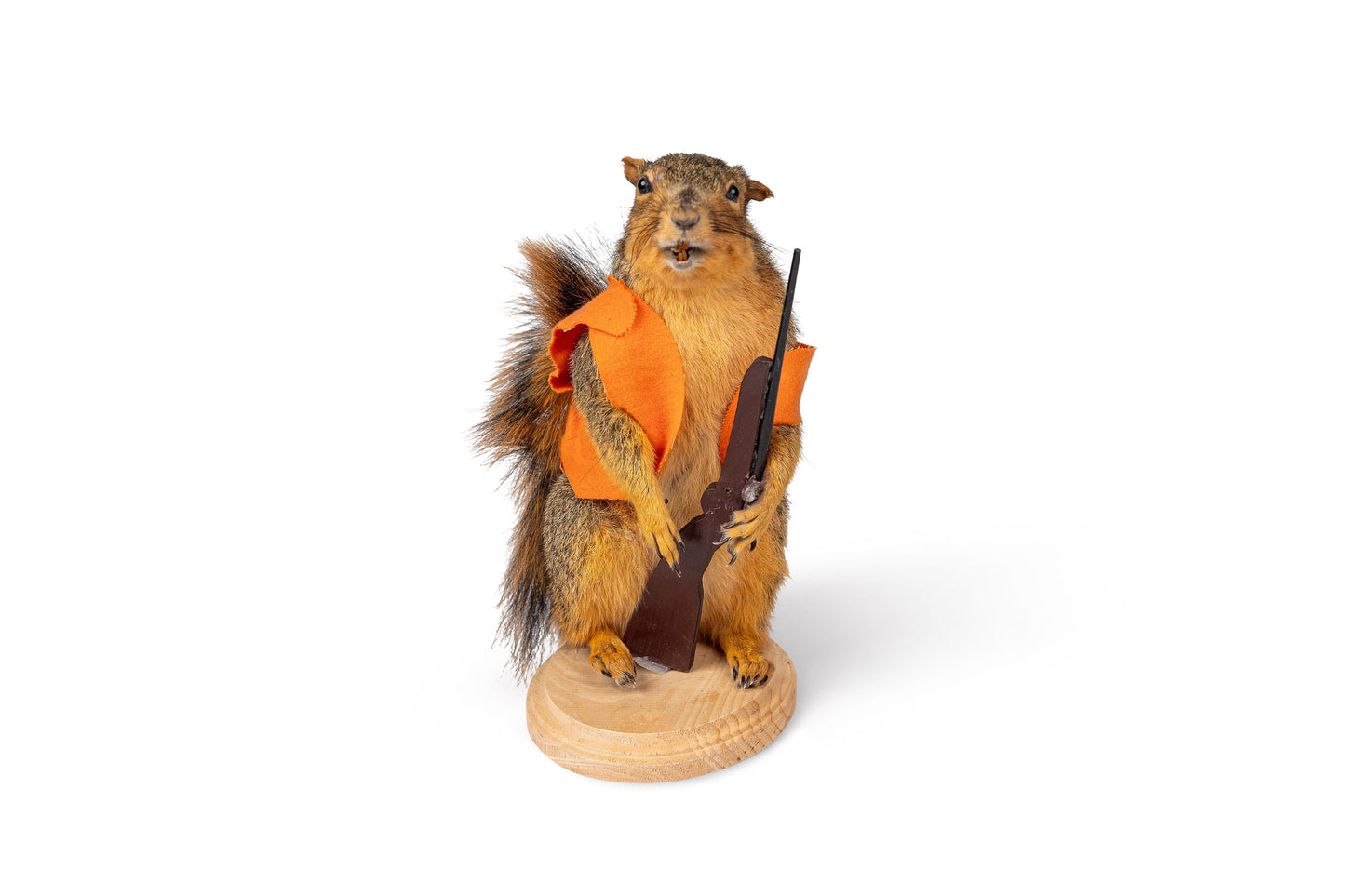 Mount Squirrel Hunting Taxidermy