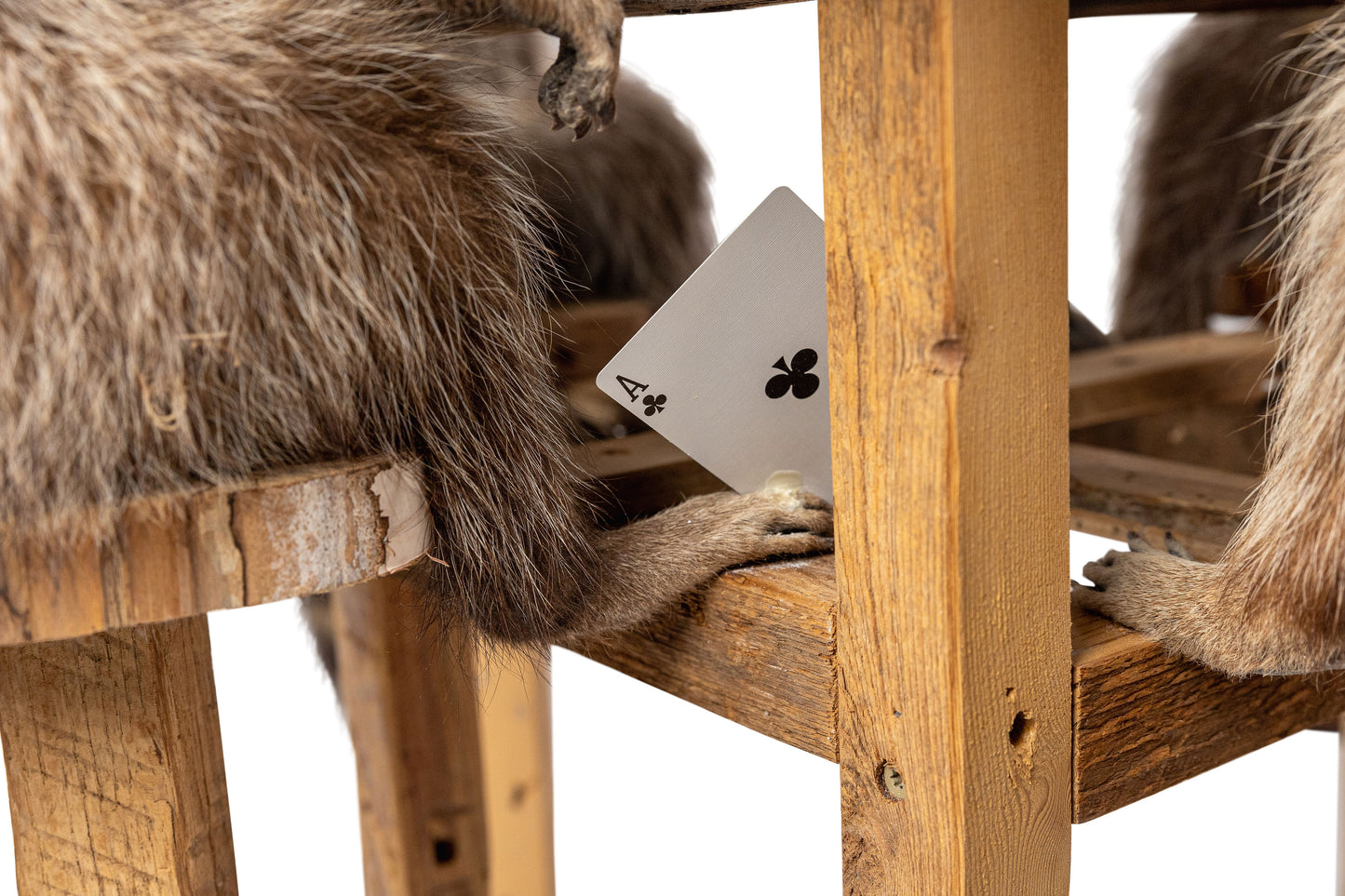 Poker Playing Raccoons Set Of Four Taxidermy One Unit