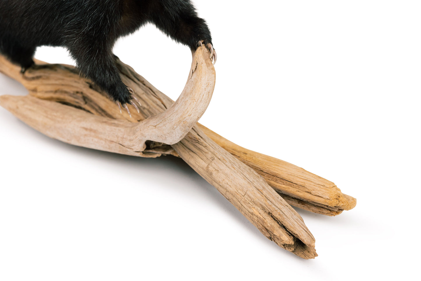 Skunk Mount On Drift Wood Taxidermy