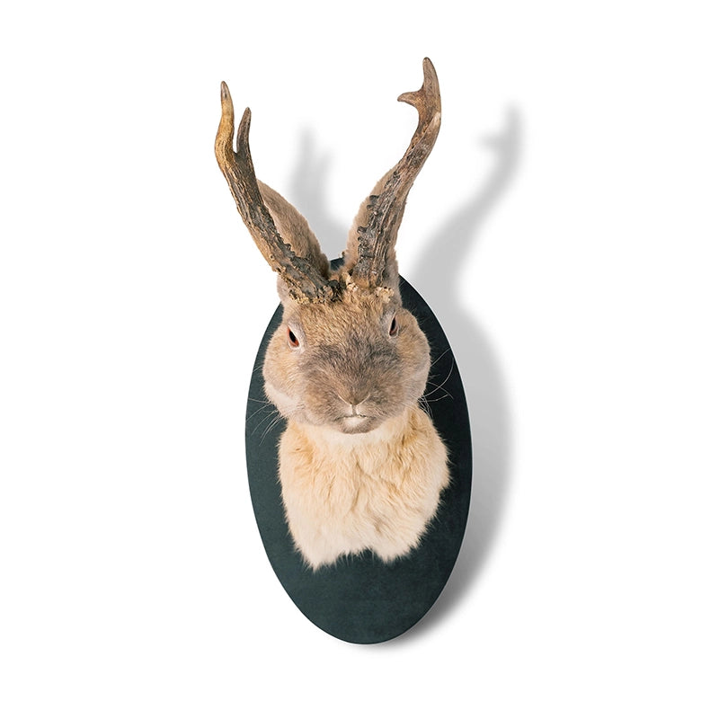 Jackalope Taxidermy