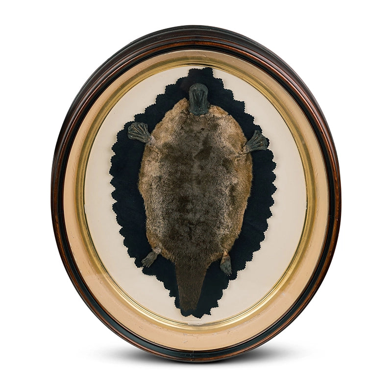 Antique Platypus Rug In Frame Taxidermy