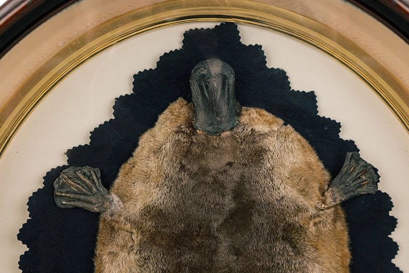 Antique Platypus Rug In Frame Taxidermy
