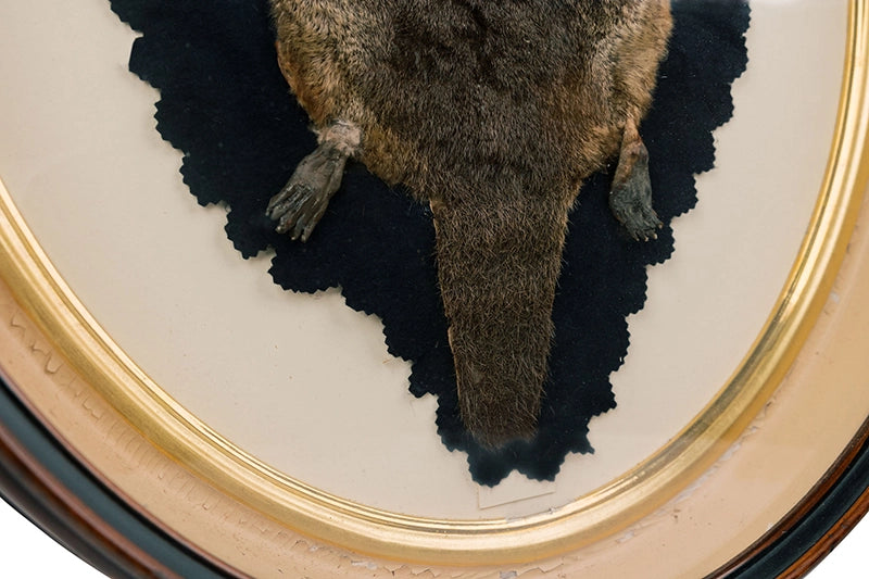 Antique Platypus Rug In Frame Taxidermy