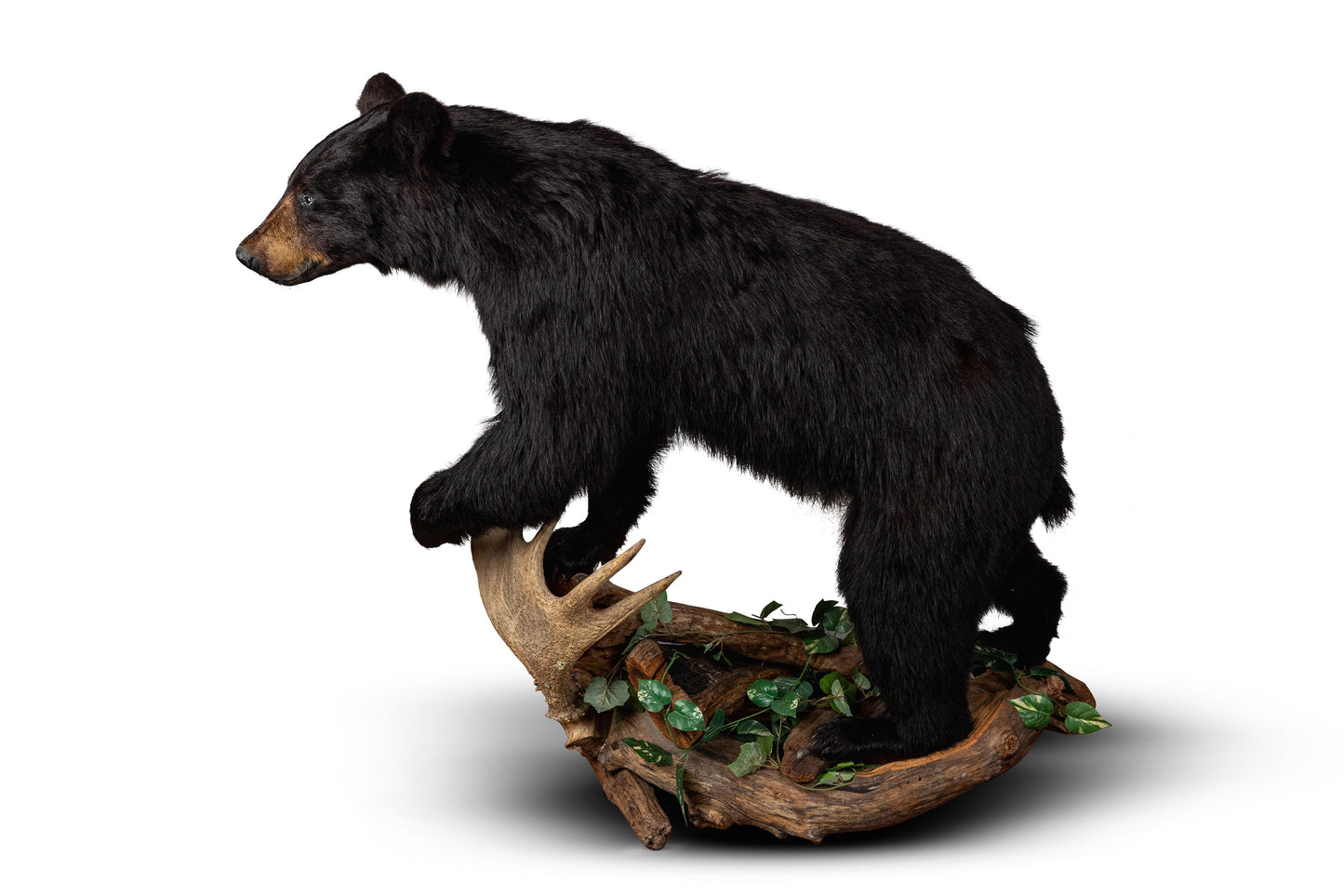 Full Mount Small Black Bear Taxidermy on Rock Base.