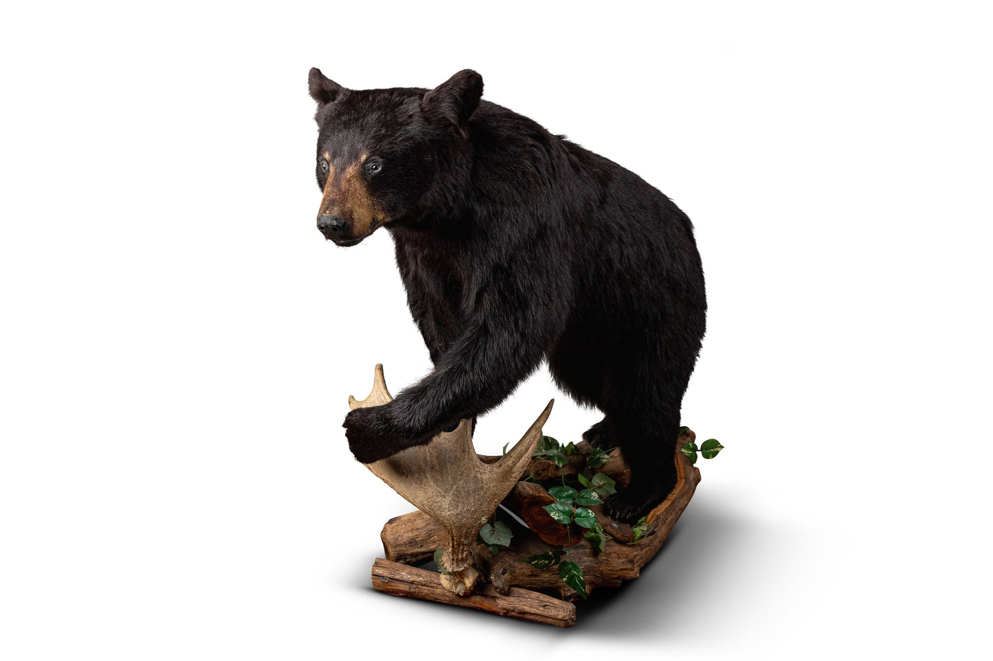 Full Mount Small Black Bear Taxidermy on Rock Base.