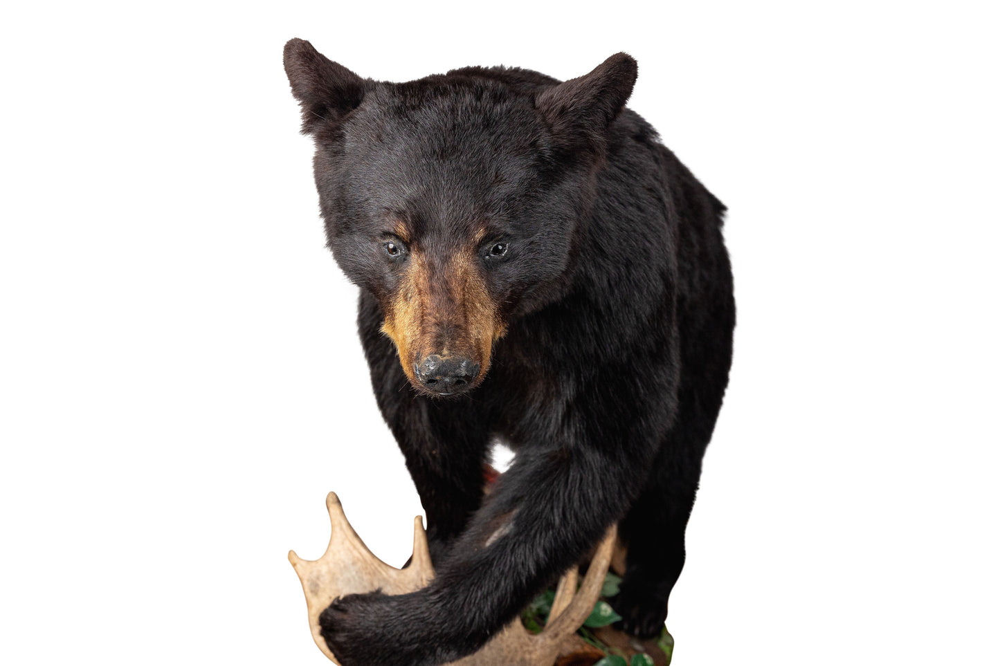 Full Mount Small Black Bear Taxidermy on Rock Base.
