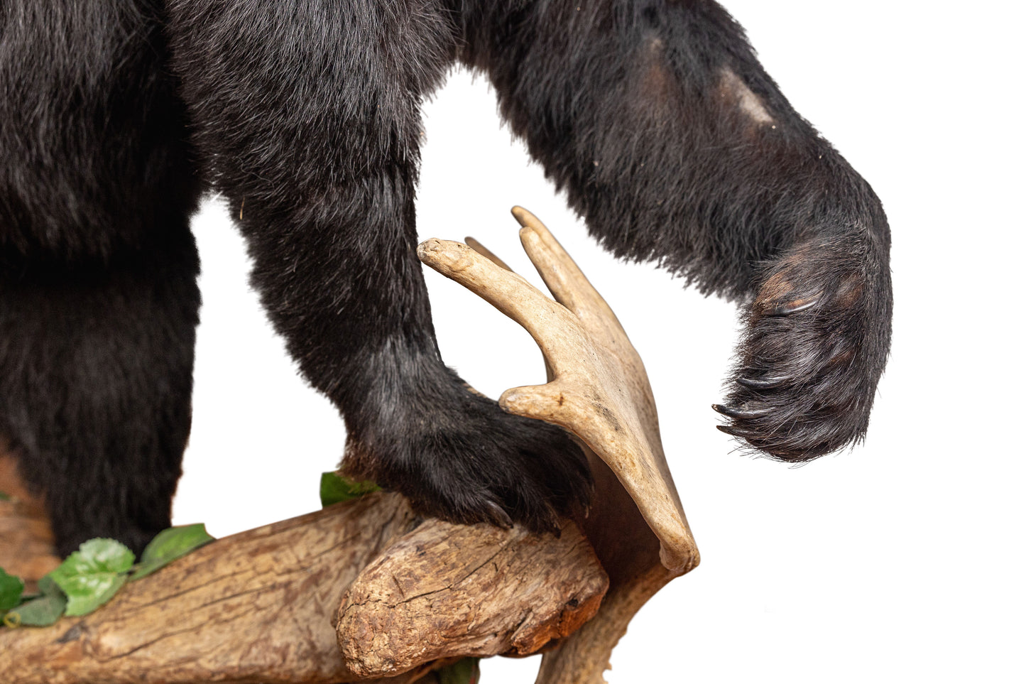 Full Mount Small Black Bear Taxidermy on Rock Base.