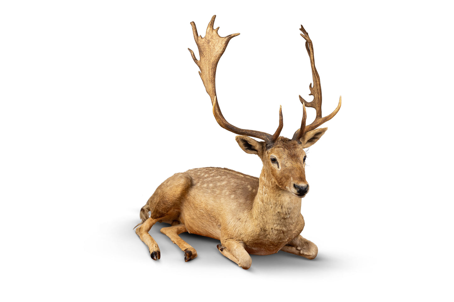 Fallow Deer Taxidermy Sitting