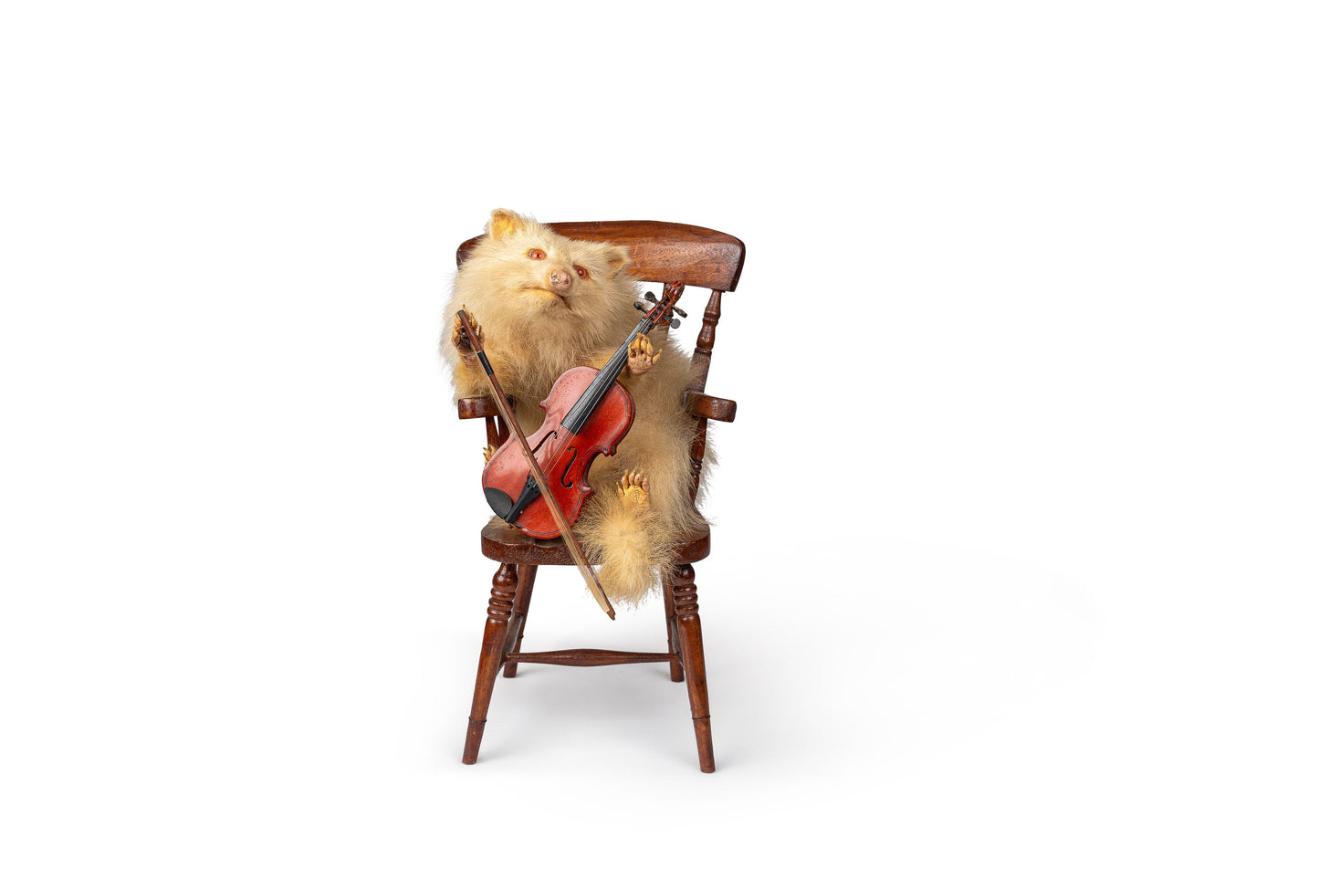 Fiddle Playing Albino Raccoon