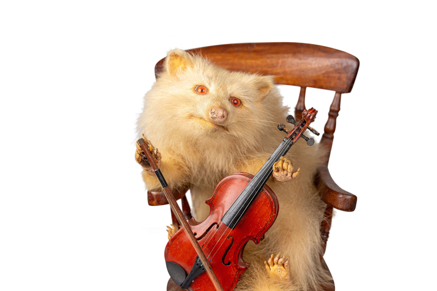 Fiddle Playing Albino Raccoon
