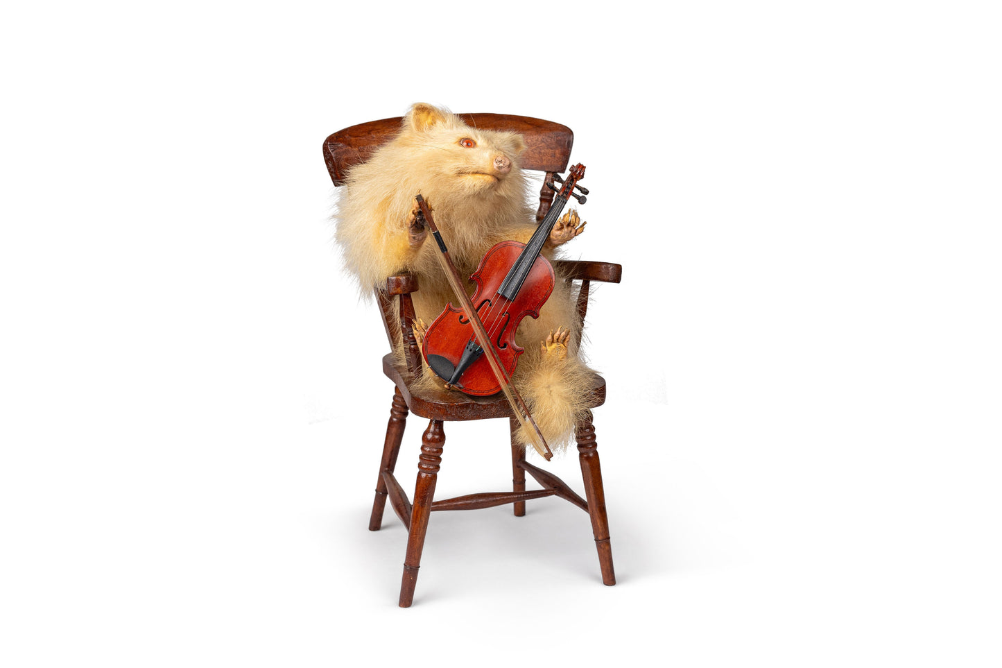 Fiddle Playing Albino Raccoon
