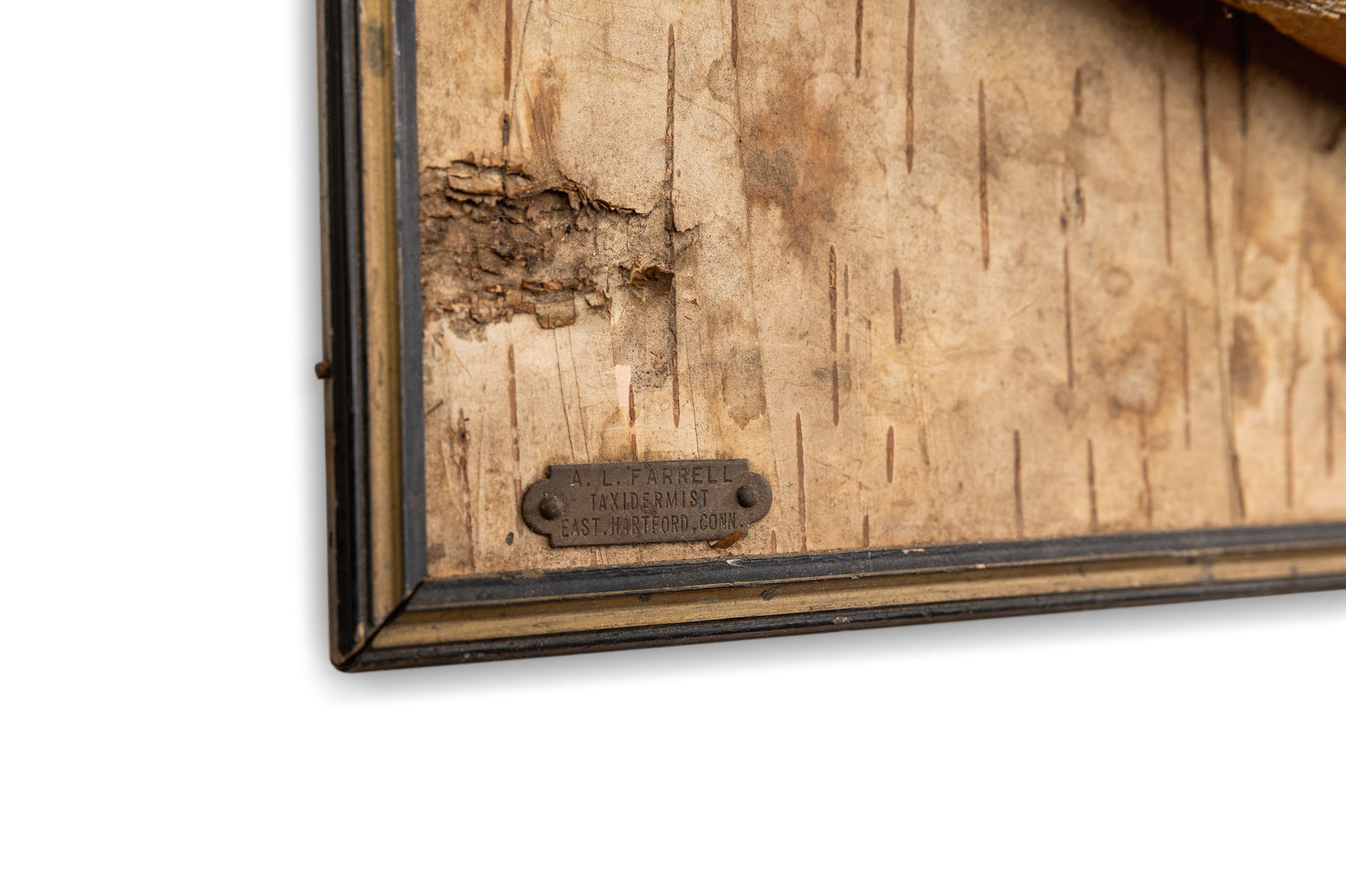 Taxidermy Fish On Birch Bark