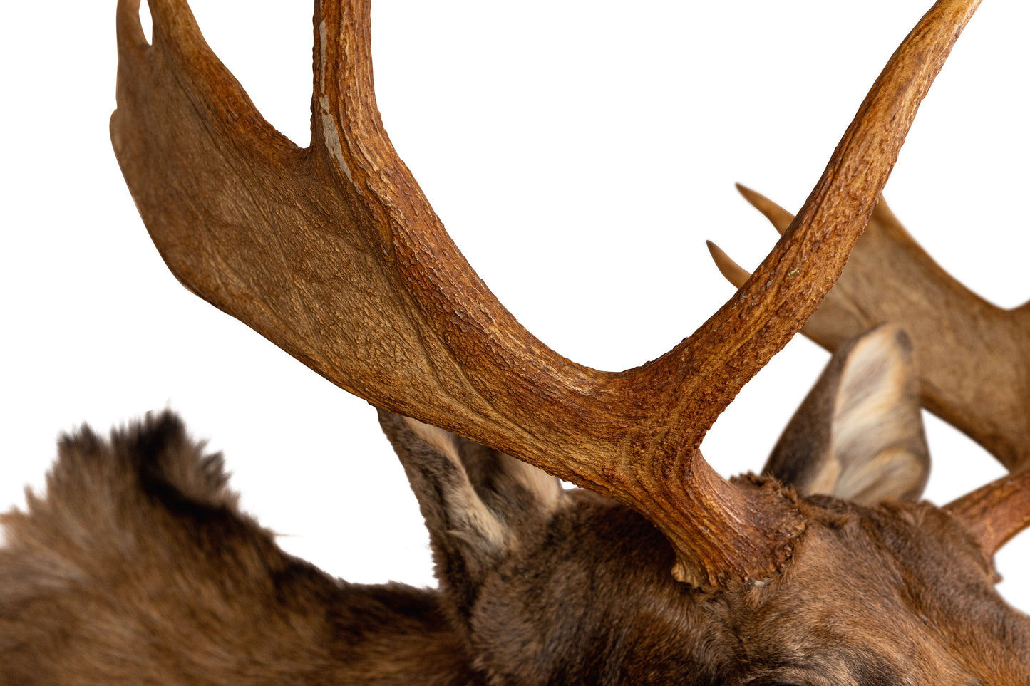 Moose Head Mount Taxidermy
