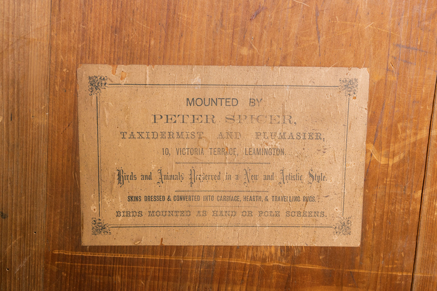 Taxidermy Diorama - Single Badger