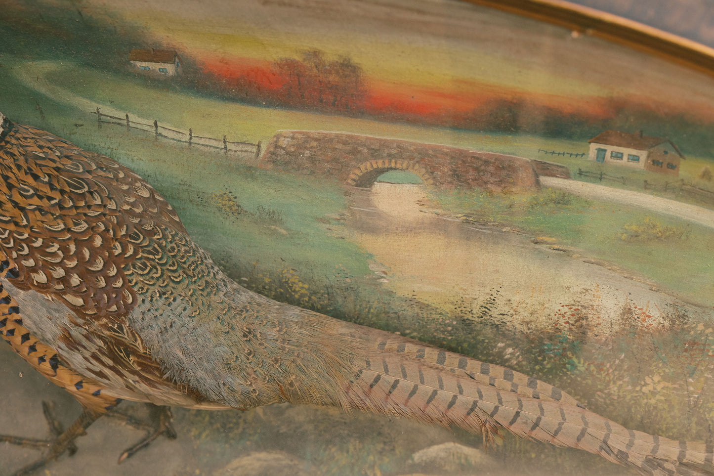 WM Kane Pheasant Taxidermy Diorama