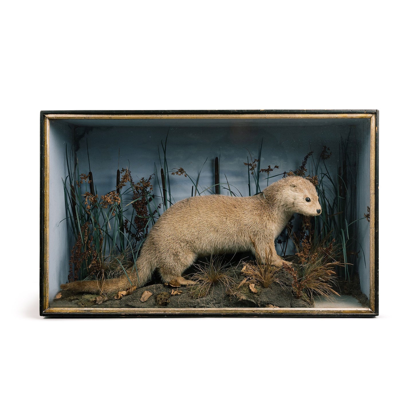Taxidermy Otter Diorama