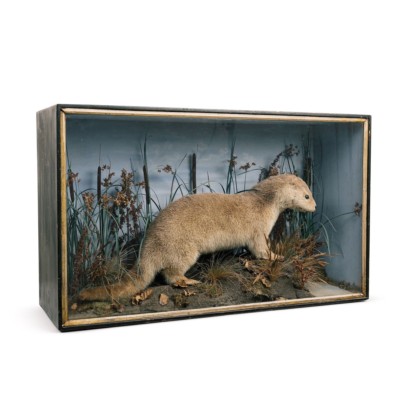 Taxidermy Otter Diorama