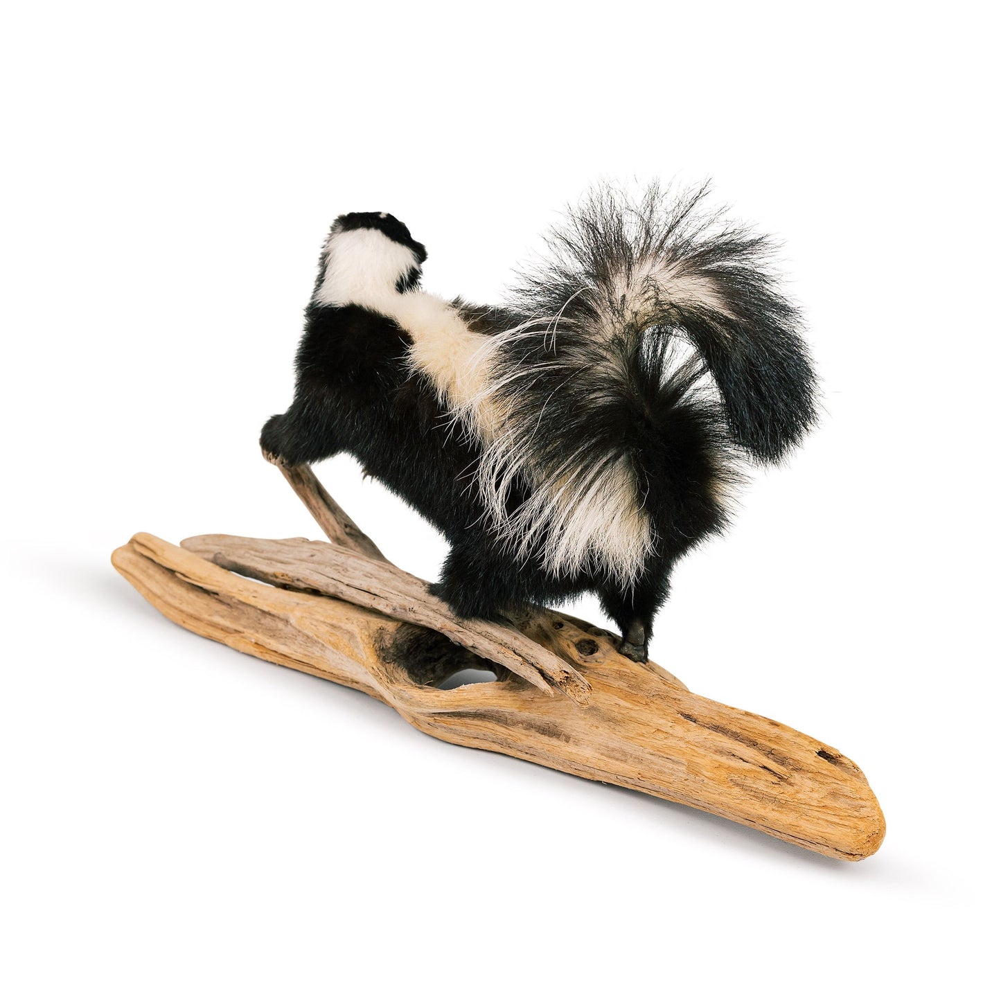Skunk Mount On Drift Wood Taxidermy