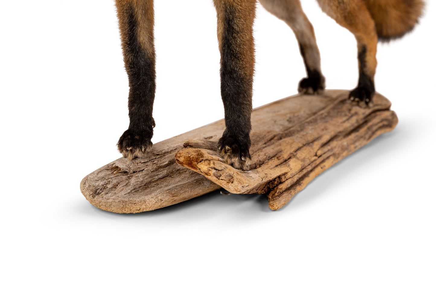 Standing Red Fox On Wood Taxidermy