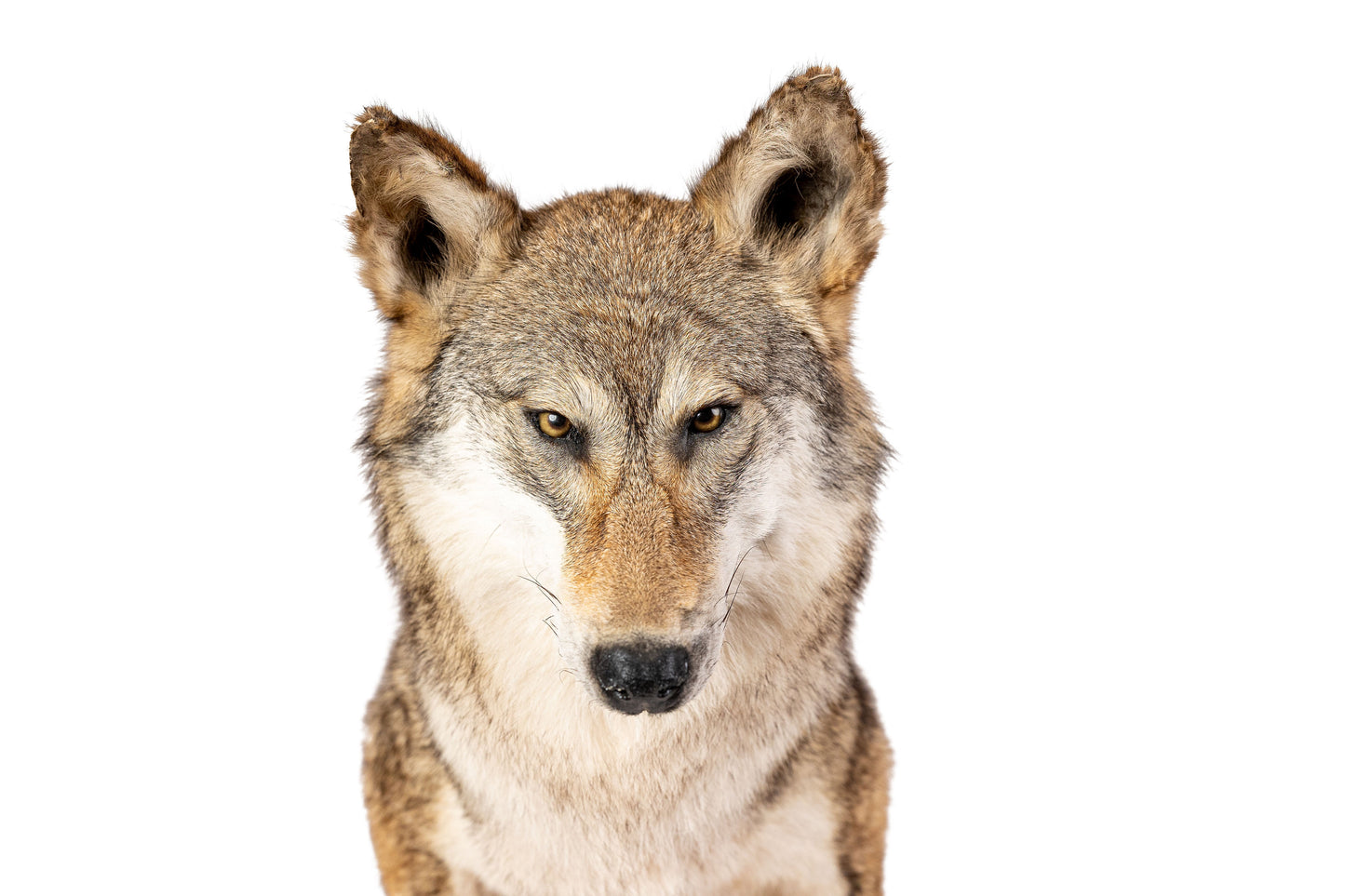 Coyote Full Mount Sitting Position Floor Taxidermy