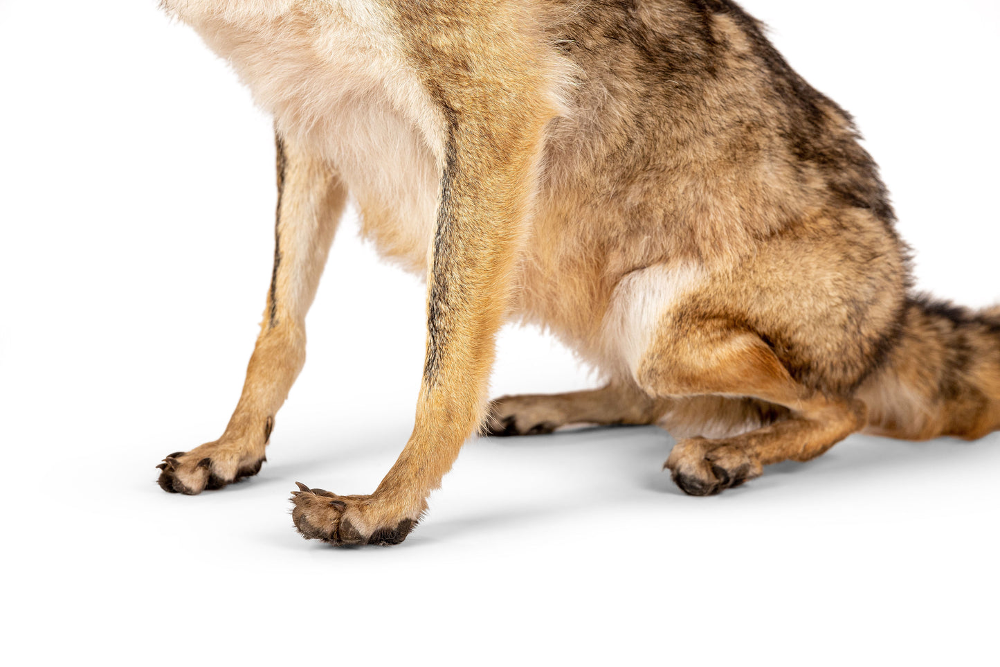 Coyote Full Mount Sitting Position Floor Taxidermy