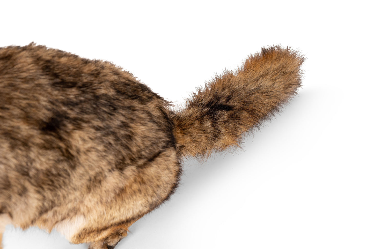Coyote Full Mount Sitting Position Floor Taxidermy