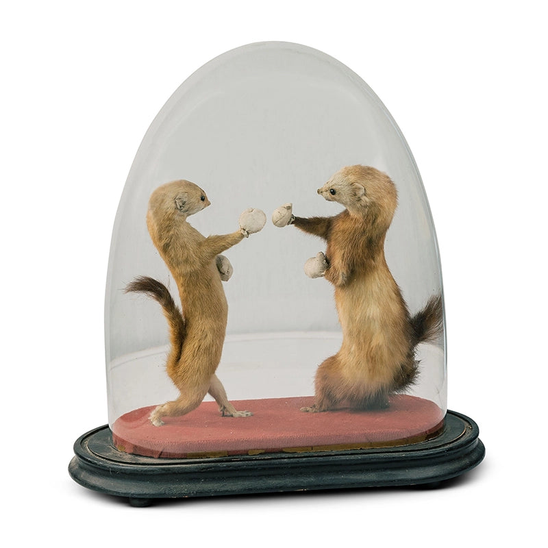Antique Boxing Stoats In Glass Dome Taxidermy