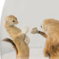 Antique Boxing Stoats In Glass Dome Taxidermy