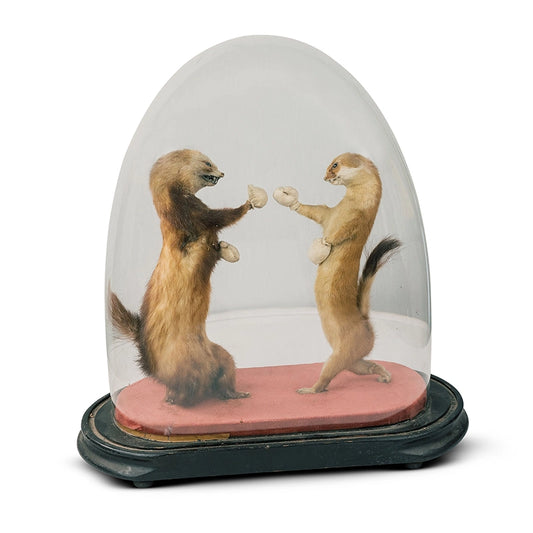 Antique Boxing Stoats In Glass Dome Taxidermy