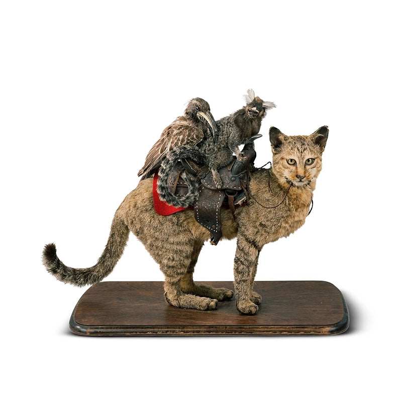 "Destination Unknown" Vintage Marmoset Monkey and Grey Hornbill Riding African Wildcat Taxidermy