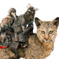 "Destination Unknown" Vintage Marmoset Monkey and Grey Hornbill Riding African Wildcat Taxidermy