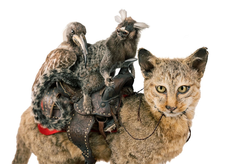 "Destination Unknown" Vintage Marmoset Monkey and Grey Hornbill Riding African Wildcat Taxidermy