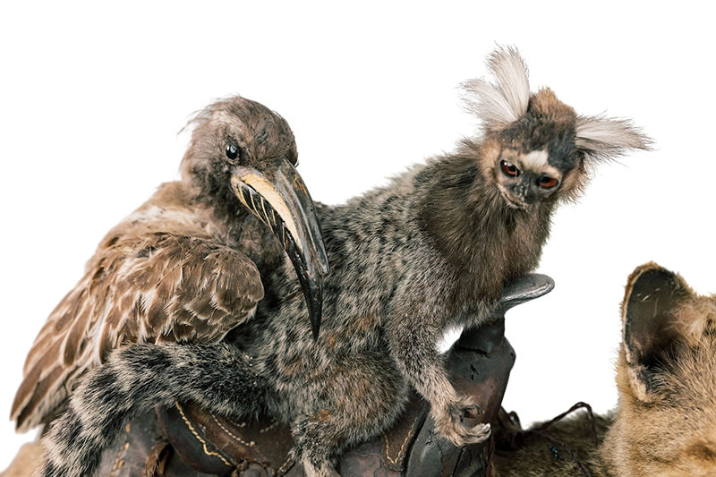 "Destination Unknown" Vintage Marmoset Monkey and Grey Hornbill Riding African Wildcat Taxidermy