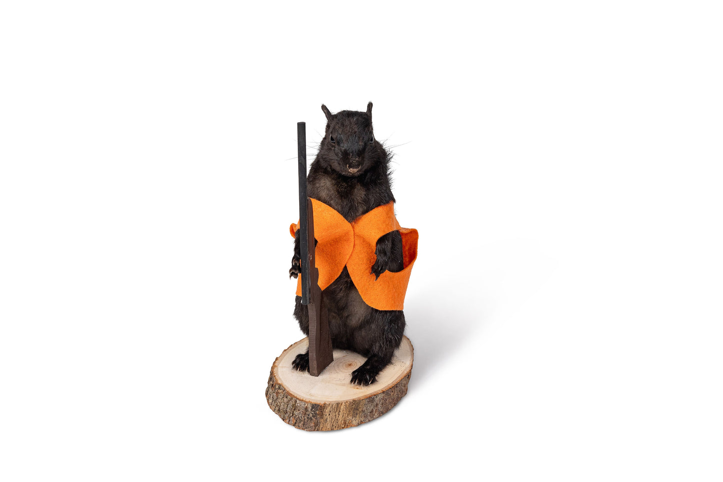 Mount Black Squirrel Hunting Taxidermy