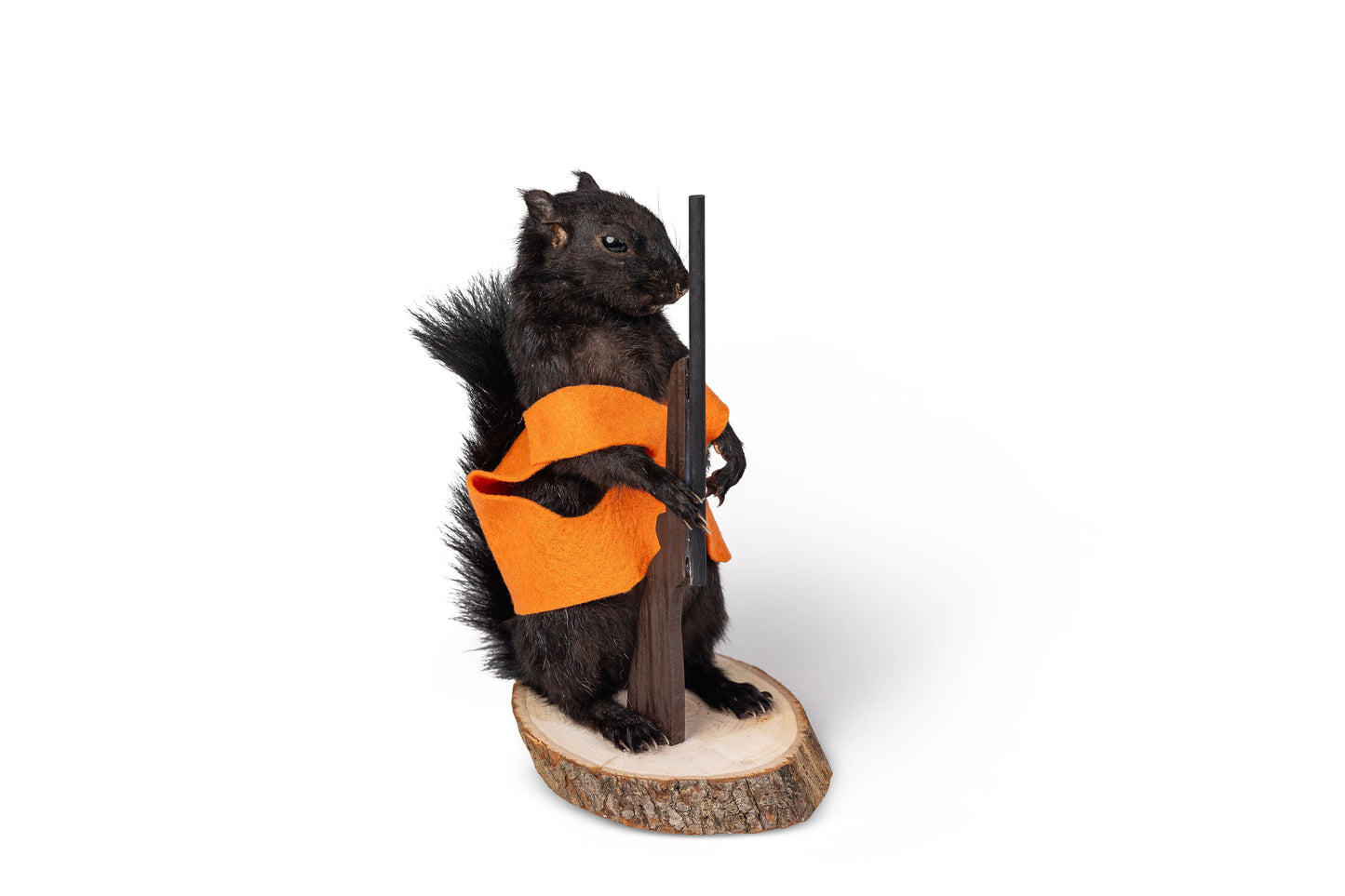 Mount Black Squirrel Hunting Taxidermy