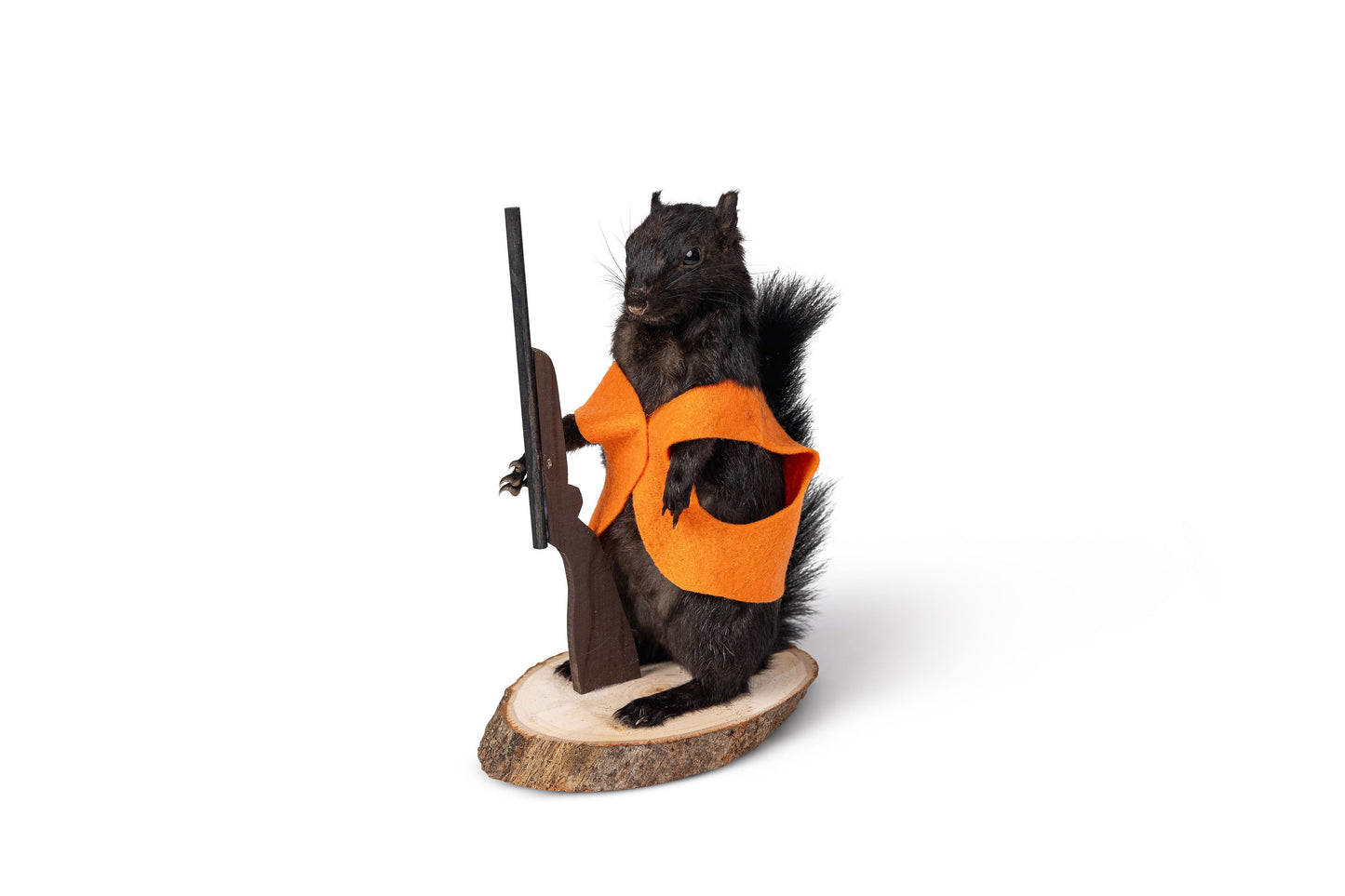 Mount Black Squirrel Hunting Taxidermy