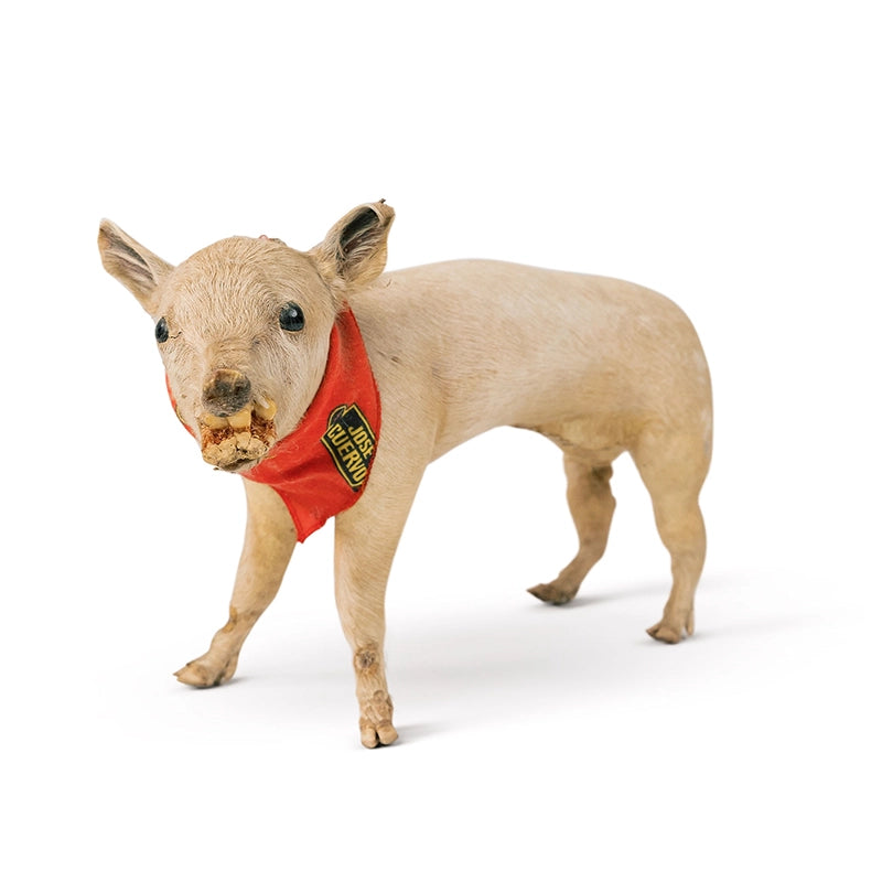 Wilbur The Piglet Taxidermy