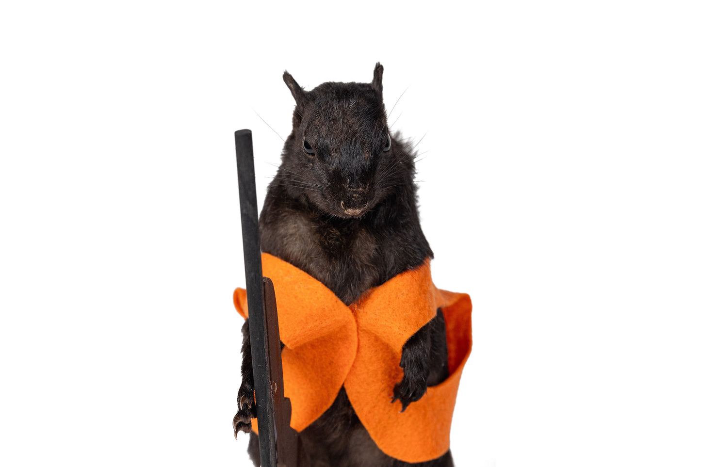 Mount Black Squirrel Hunting Taxidermy