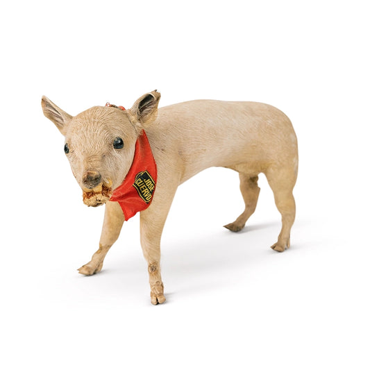 Wilbur The Piglet Taxidermy