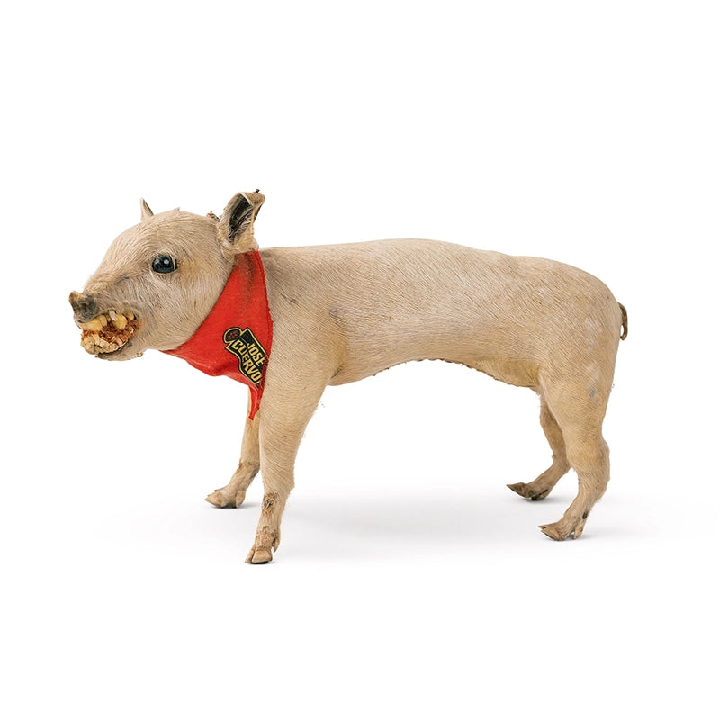 Wilbur The Piglet Taxidermy