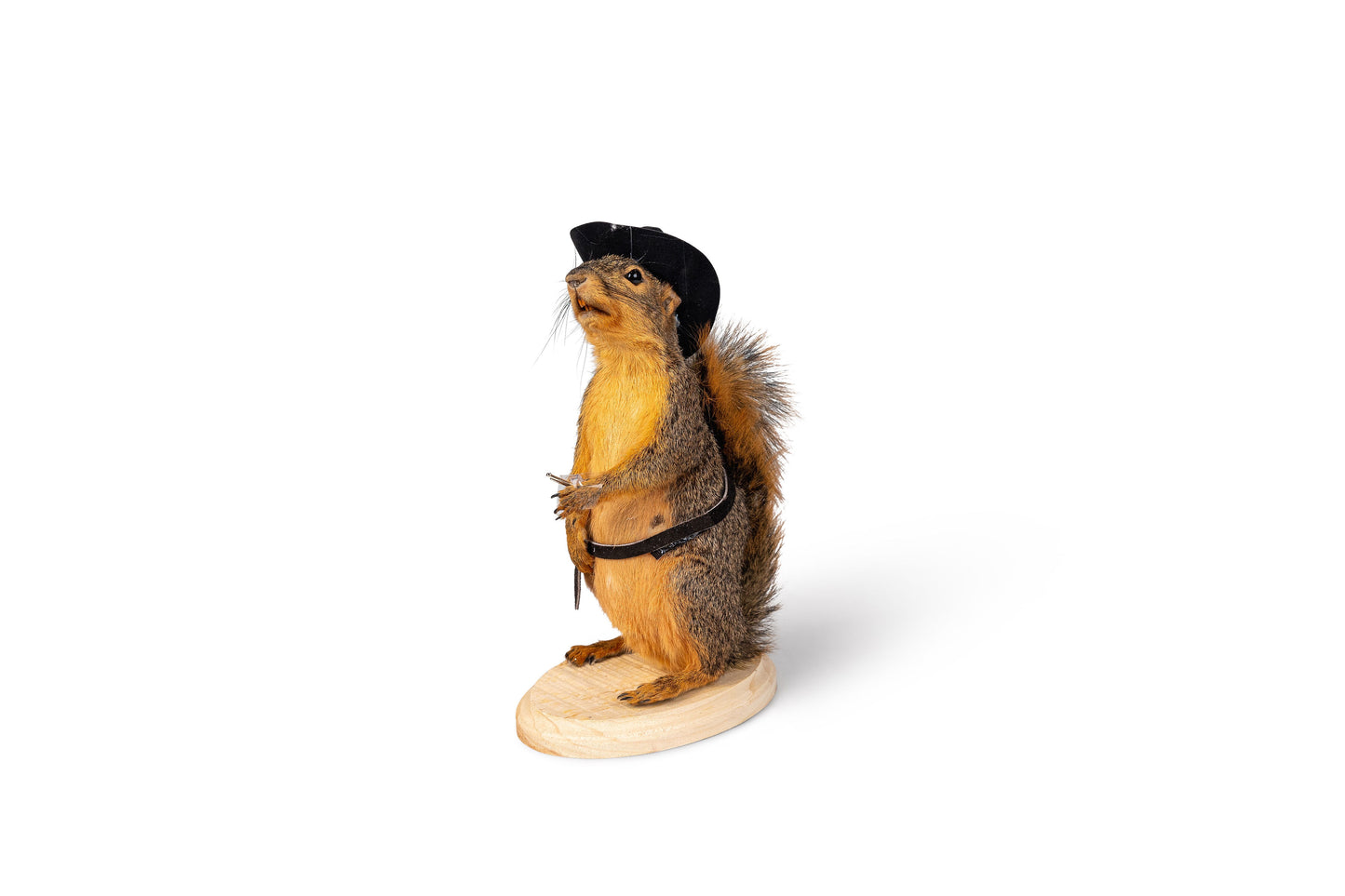 Mount Squirrel Cowboy Taxidermy