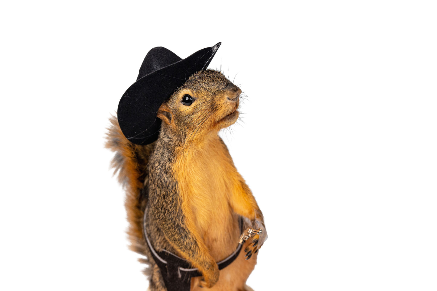 Mount Squirrel Cowboy Taxidermy