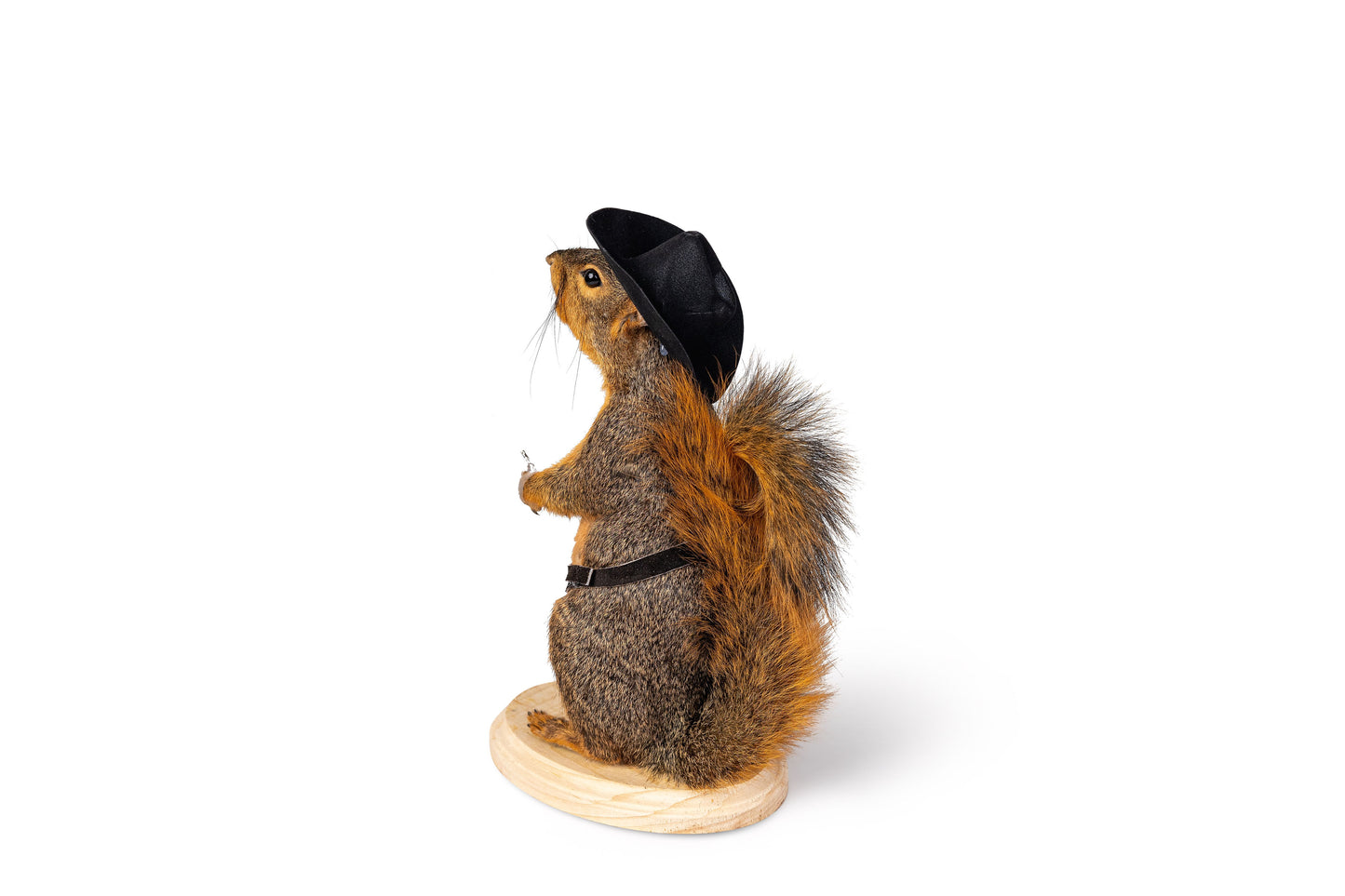 Mount Squirrel Cowboy Taxidermy