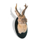 Jackalope Taxidermy