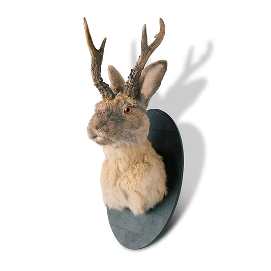 Jackalope Taxidermy