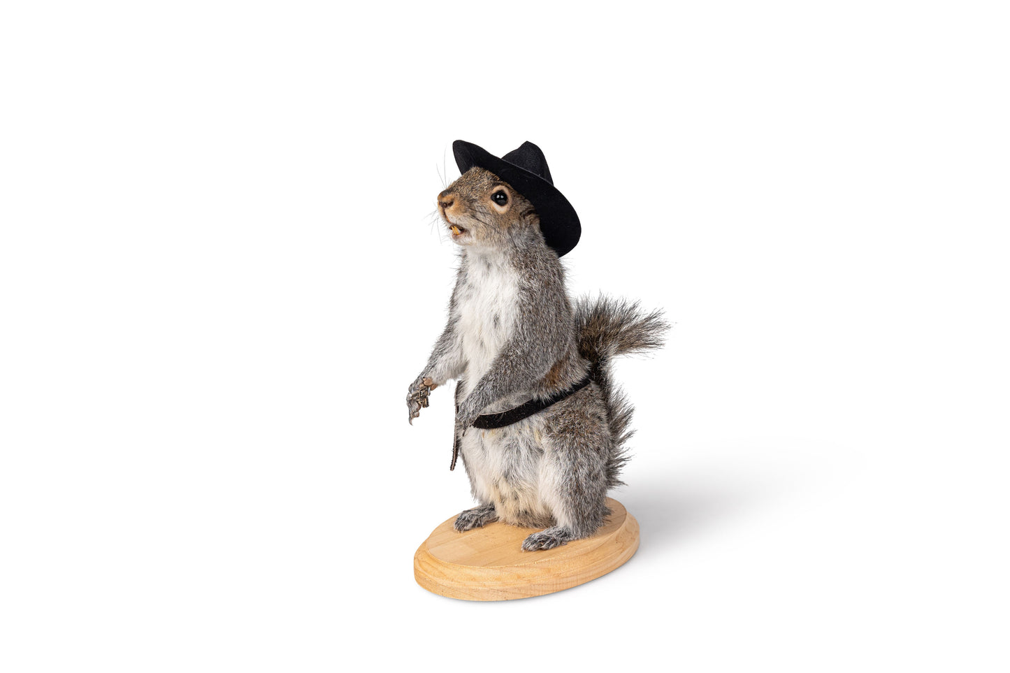 Mount Squirrel Cowboy Taxidermy