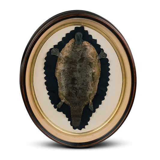 Antique Platypus Rug In Frame Taxidermy