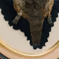 Antique Platypus Rug In Frame Taxidermy