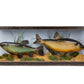 Two Fish Diorama