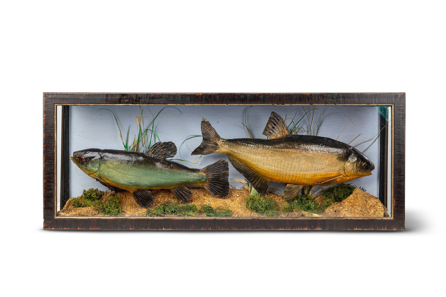 Two Fish Diorama